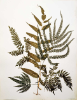 Pressed ferns in an herbarium created by Isabel Carnes Church, Olana State Historic Site, New York State Office of Parks Recreation and Historic Preservation