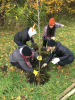 Grace DeSantis | Tree planting along William Gaiter Parkway with the Tool Library and the University District Community Development Association. Pictured from left to right: Drew Canfield, Courtney Domst, Violet Perry, Kathryn Gentz. Source: Grace DeSantis, November 2, 2019.
