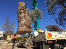 The 400-year-old tree is hoisted onto a truck en route to its new home in Canberra's Molonglo Valley. Photo courtesy of Joyce Hwang