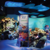 “New York Aquarium Restoration,” submitted by Brian Ravinsky Jr. (MArch/MUP ’17, BAED ‘13), Architectural Designer, di Domenico + Partners, reflects the restoration of the 14-acre New York Aquarium campus, damaged by Superstorm Sandy in 2012, including a comprehensive flood mitigation strategy and interactive, immersive exhibit design. Credits: di Domenico + Partners (Architect); Wildlife Conservation Society (Client); Satchell Engineering &, Associates (Life Safety Systems Engineer); Lizardos Engineering (Mechanical/ Electrical/Plumbing Engineer); Langan Engineering (Civil/Environmental Engineer); Weidlinger Associates (Structural Engineer); Christensen Lighting (Exhibit Lighting Designer); Turner (General Contractor)