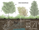 Soil ecosystem processes mapped.