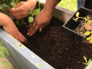 Young gardeners tending to a Food for the Spirit Freedom Garden. Photo credit: Food For the Spirit.