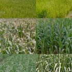 A sample of the “sidescan” images used to train our crop classifier. 